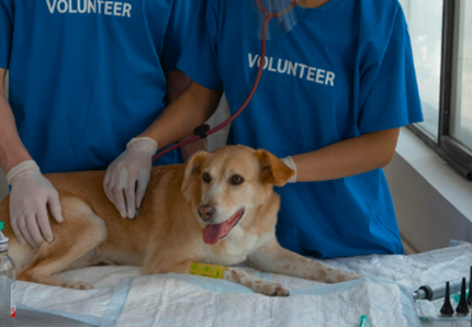 Veterinaria in evoluzione
